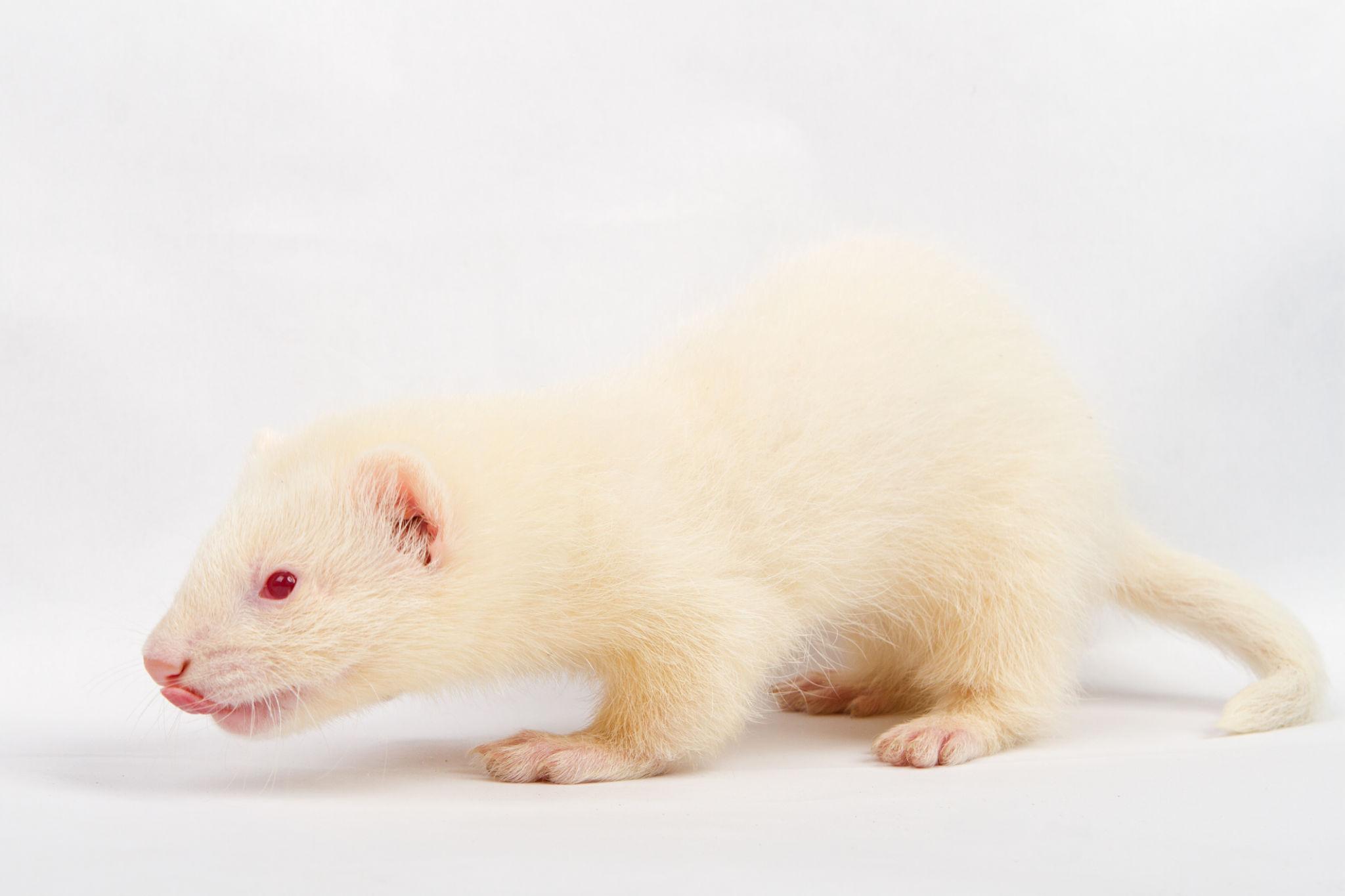 Snow-Hurón Albino en Venta - Image 9