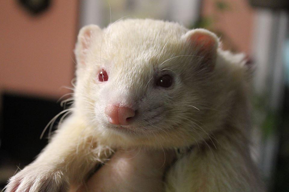 Snow-Hurón Albino en Venta - Image 7