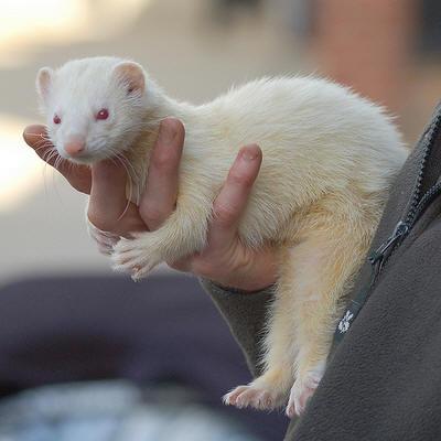 Snow-Hurón Albino en Venta - Image 6