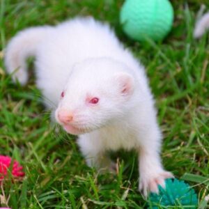 hurón albino en venta