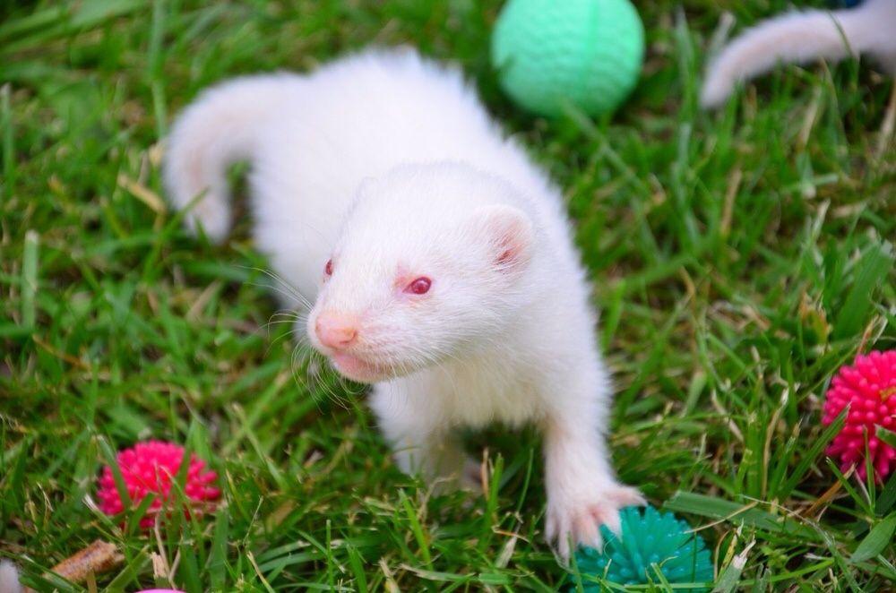 hurón albino en venta