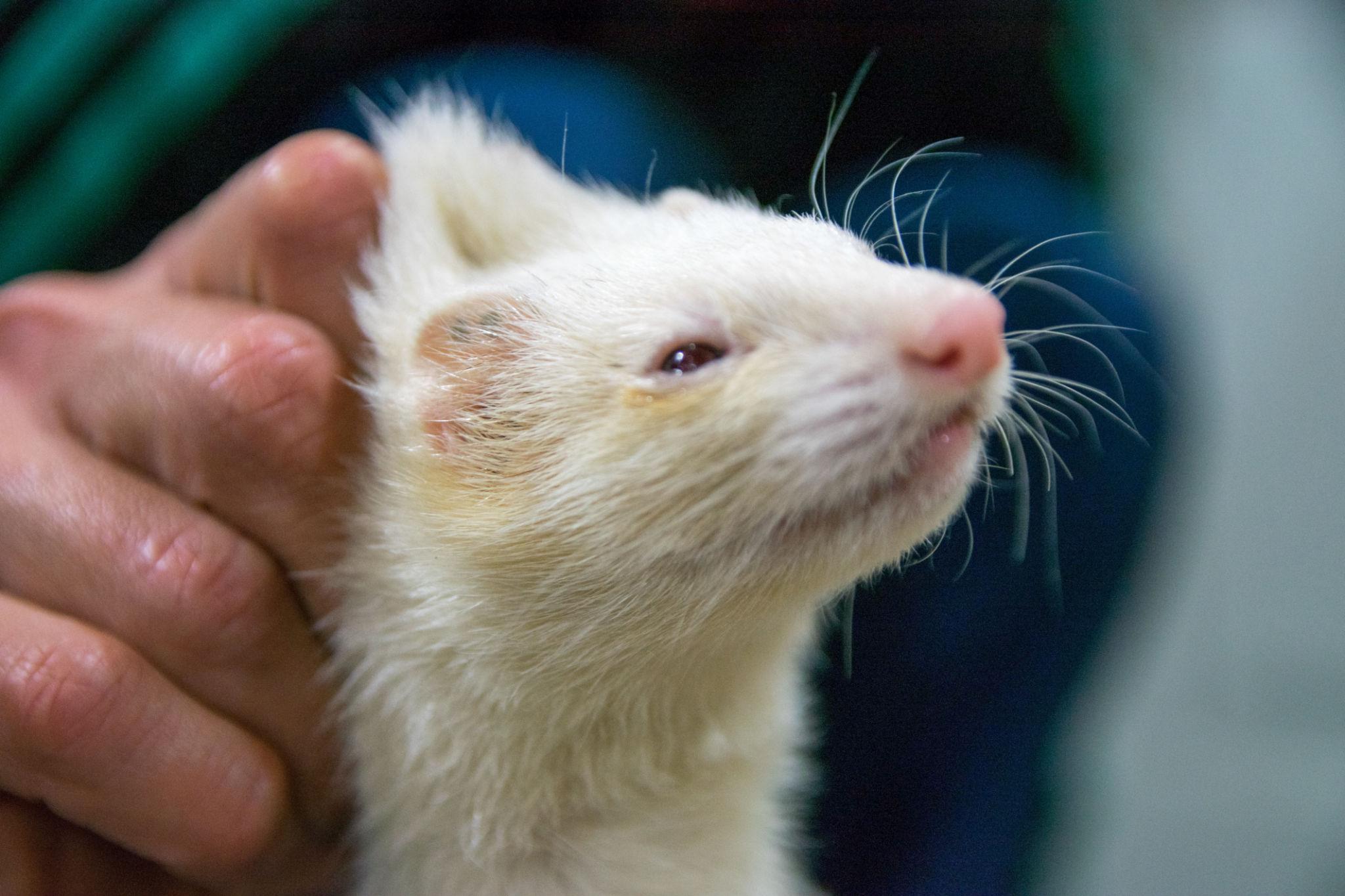 Snow-Hurón Albino en Venta - Image 3