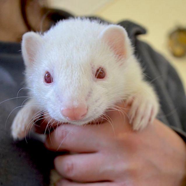 Snow-Hurón Albino en Venta - Image 2