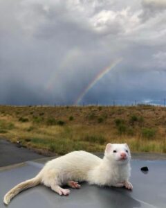 Daisy – Hurón en venta en México | Blanco con ojos oscuros 2 Ferret for sale in Mexico